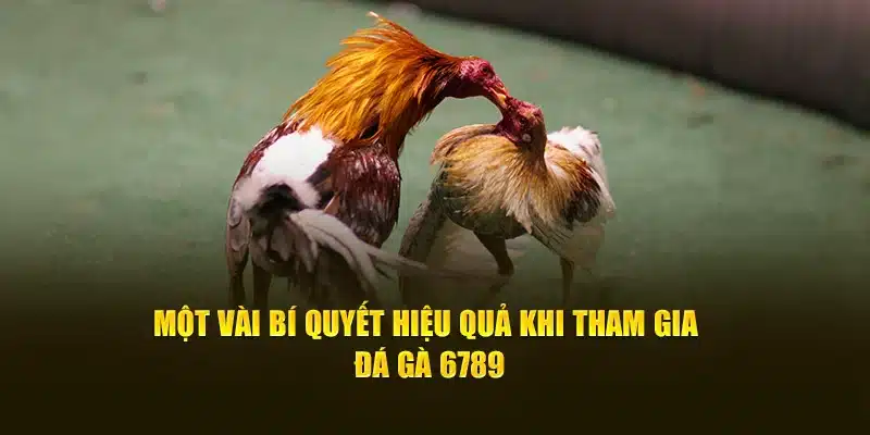 Một vài bí quyết hiệu quả khi tham gia đá gà 6789